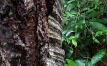 Trúng đấu giá rừng thông 'chưa sạch', doanh nghiệp 5 năm điêu đứng