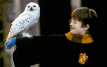 Fan Harry Potter sắp được trải nghiệm phép thuật ngoài đời thực
