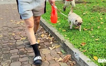 Người nuôi chó, mèo tại TP.HCM phải khai báo với UBND cấp xã, phường, đặc khu