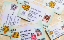 Thú cưng ở Hong Kong có được cấp căn cước định danh?