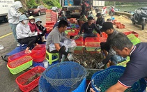 Dân bán tháo tôm hùm chạy bão số 13