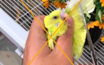 Cắt lông cánh của chim cảnh không mang lại lợi ích như nhiều người lầm tưởng