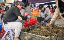Chuyên gia hiến kế phát triển bền vững nghề nuôi tôm hùm: Đưa lồng nuôi ra vùng biển hở