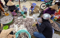 Mùa cá đồng