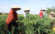 Giá ớt tại Đồng Tháp tăng kỷ lục, nông dân phấn khởi thu tiền triệu mỗi ngày