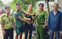 Người dân liên tiếp bắt được chim hồng hoàng quý hiếm, kiểm lâm TP.HCM khuyến cáo