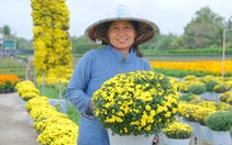 Làng hoa Sa Đéc dập dìu chuyển hoa từ ruộng lên phố trang trí Tết tây
