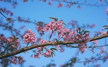 Thời tiết hôm nay 30-12: Nam Bộ sáng sớm mát mẻ, ngày nắng, ngoài khơi Khánh Hòa biển động