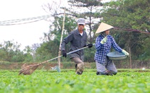 Bầu, mướp, khổ qua... chết sạch sau lũ, nhà vườn Đà Nẵng chạy đua trồng để kịp bán Tết Nguyên đán