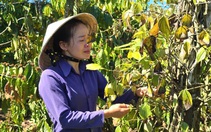 Hàng trăm trụ tiêu, cà phê của bà mẹ đơn thân bị kẻ gian chặt phá