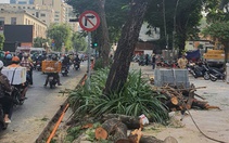 Thi công vỉa hè làm ảnh hưởng rễ cây xanh, nhà thầu nói: 'Không tránh khỏi làm đứt rễ cây'