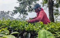 Công ty chè Biển Hồ phá hàng trăm hecta chè để trồng cà phê vì thua lỗ