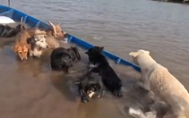 Titanic phiên bản 8 chú chó