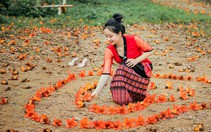 Ngắm con đường hoa gạo đỏ rực được người dân xứ Nghệ bảo vệ