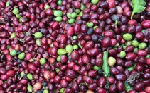 Giá cà phê tăng lại sau khi Mỹ hoãn áp thuế đối ứng, kỳ vọng đạt lại mức đỉnh