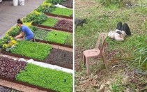 Ảnh vui 17-4: Bỏ phố về quê theo ước mơ và thực tế