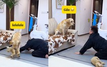 Chú chó thừa nước đục thả câu siêu hài