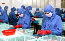 Xuất khẩu tôm tăng cao, doanh nghiệp tất bật đơn hàng