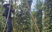Giá hồ tiêu tiếp tục giảm, doanh nghiệp tích cực làm việc với đối tác tại Mỹ