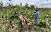 Đắk Lắk quyết thu hồi 128.000ha đất rừng bị lấn chiếm