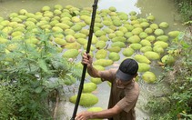 Giá mít Thái giảm sâu, nhà vườn miền Tây lỗ nặng