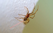 Nhện chỉnh sửa gene bắn ra tơ đỏ