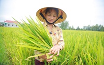 Hàng ngàn héc ta lúa ở Nghệ An lép hạt: 10 giống lúa ngoài cơ cấu
