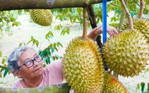 Sầu riêng trồng ở Phú Quốc giá cao ngất, đắt như tôm tươi