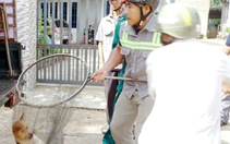 Người đàn ông chết vì vi rút dại sau 4 tháng bị chó cắn