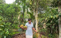 Nhớ ngày Tết Đoan ngọ ‘giết sâu bọ’ cho cây trái sum sê