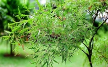 Lá đinh lăng được coi là 'sâm của người nghèo', vì sao?