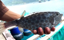Chủ tịch tỉnh Khánh Hòa chỉ đạo xử nghiêm vụ bè bán 1kg cá bò hòm 3,5 triệu đồng