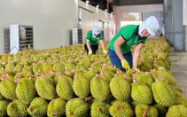 Sầu riêng xuất khẩu sang Trung Quốc giảm sâu, Bộ trưởng Đỗ Đức Duy chỉ đạo loạt giải pháp