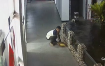 Cá Koi 'chấn thương sọ não' với màn giải cứu của chàng trai