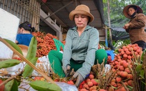 Kiếm tiền triệu mỗi ngày giữa mùa vải thiều Bắc Giang