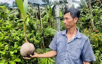 Giá dừa tăng cao kỷ lục, dừa giống cũng tăng giá gấp đôi