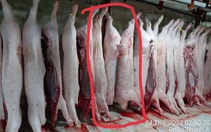 Người 'tố' Công ty C.P. bán thịt heo bệnh tiếp tục cung cấp hình ảnh cho cơ quan chức năng