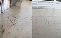 Đàn cá bơi tung tăng trên đường ngập sau cơn mưa lớn