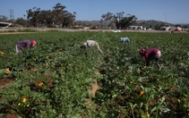 California, Mỹ: Truy quét nhập cư khiến nông sản thối rữa, nông trại lao đao
