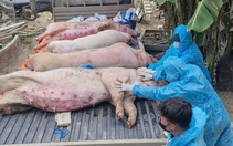Người dân nói phải trả tiền để tiêu hủy heo chết do dịch tả, công an vào cuộc làm rõ