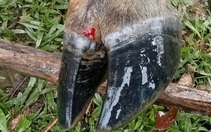 Quảng Ngãi đang dập dịch tả heo ở phía đông, lại lo bò phía tây lở mồm long móng
