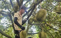 Giá sầu riêng tăng nhẹ sau thông tin tích cực từ thị trường Trung Quốc