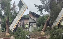 Màn hạ cây cổ thụ bằng xe ben đi vào lòng đất