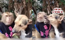 Chú chó cay cú khi khỉ cho ăn 'miếng thịt bịt cái mồm'