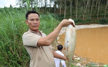Cá chết hàng loạt sau vụ vỡ bờ bao hố rác, rác chảy ào ào như thác