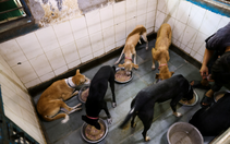 Ấn Độ di dời hàng nghìn chó hoang khỏi New Delhi