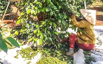 Giá tiêu duy trì đà tăng, doanh nghiệp kỳ vọng giá sẽ còn tốt