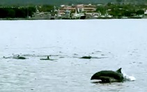 Đàn cá heo bơi lội tung tăng trên vùng biển Cam Ranh - Khánh Hòa