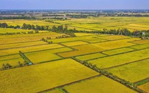 Giá gạo Việt Nam đang cao nhất thế giới, dự đoán còn tăng bất ngờ