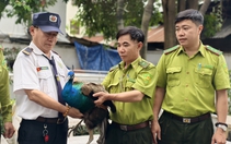 Chim công Ấn Độ 'bay lạc' vào căn hộ chung cư ở phường Tân Hưng, TP.HCM
